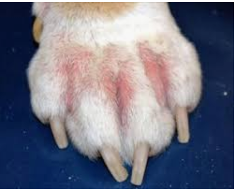 Antiseptic Animal Healing Cream with Nano Silver & Gold | SilverPlus Naturals